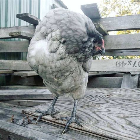 wry tail in chickens|Wry Neck in Chickens: Causes, Symptoms, and Treatment.